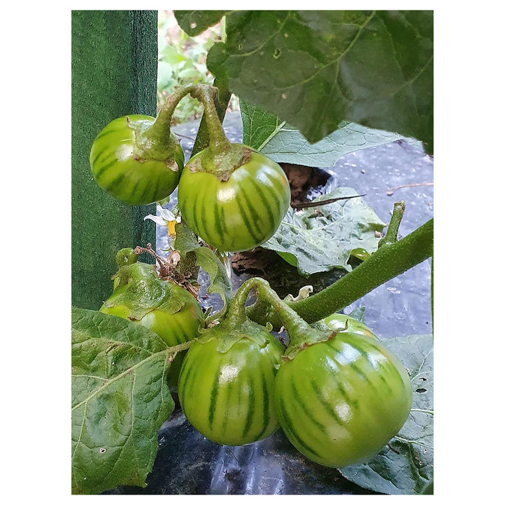 Dark Green Eggplant Vegetable Seeds – Heirloom, Non-GMO, High Germination, High Yield Seeds for Planting | Neera Seeds product photo [neera-v4-3b90792b9fbbd4a4f31c]