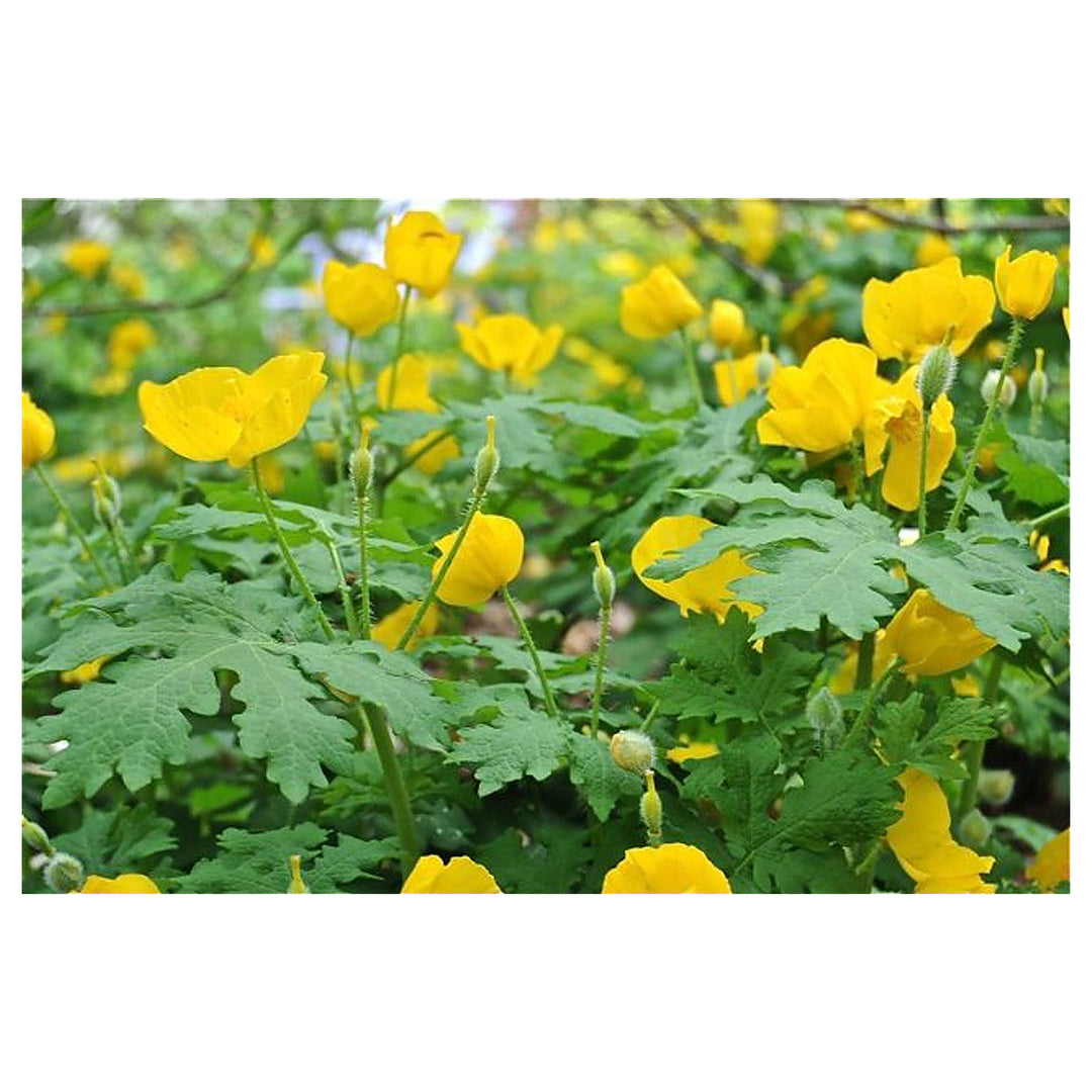 Heirloom Non-GMO Stylophorum Lasiocarpum Flower Seeds – Vibrant Wild Blooms for Garden Planting | Neera Seeds product photo [neera-v4-3b9247a9e1aae0d0bf8b]