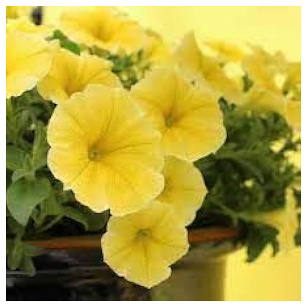 Yellow Petunia Flower Seeds for Planting - Heirloom, NON-GMO, Easy to Grow Garden Blooms | Neera Seeds product photo [neera-v4-3b982d378cc991ea6fd6]
