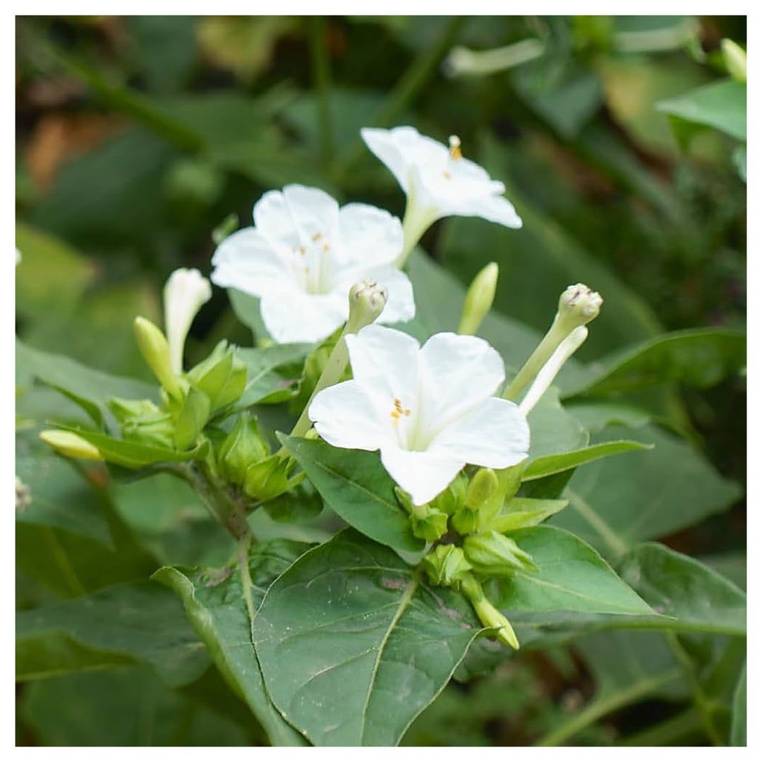Heirloom Non-GMO White Four O'Clock Flower Seeds for Evening Bloom Gardens and Outdoor Planting | Neera Seeds product photo [neera-v4-3b99f561fb90e3e8189c]