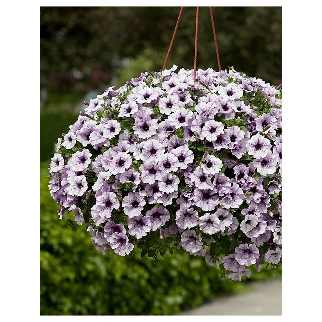 Blue Hanging Petunia Wave Series Qnw Flower Seeds Home Garden Planting, Colorful Organic | Neera Seeds product photo [neera-v4-3bbaa1d8082ee9e89316]