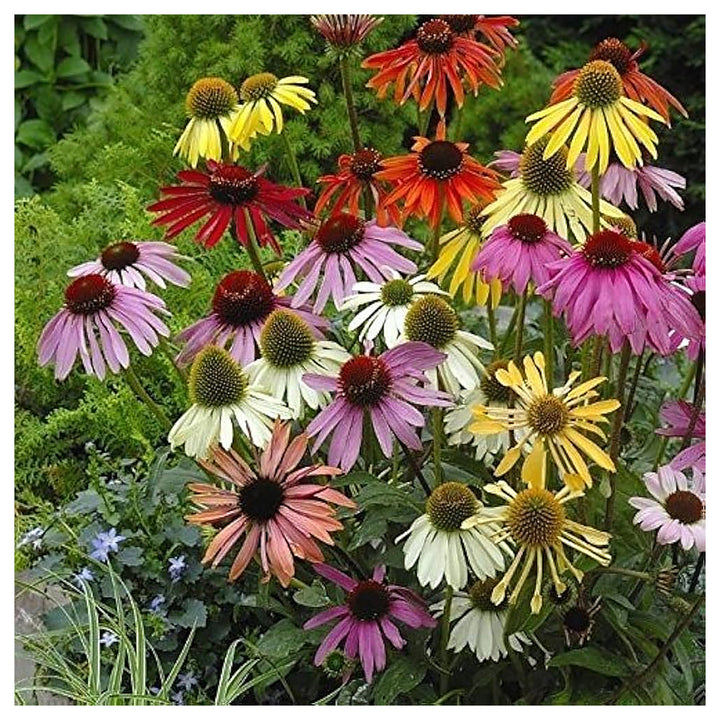 Mixed Echinacea Lustre Wildflower Seeds for Planting – Heirloom Seeds to Attract Pollinators &amp; Butterflies, High Ge | Neera Seeds product photo [neera-v4-3bd91eaf4c7e39753ad7]