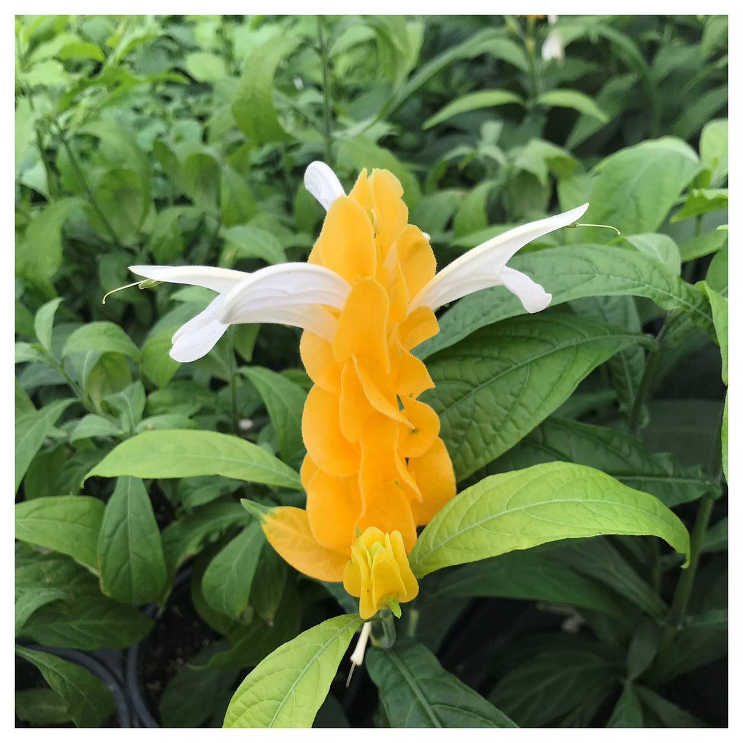 Heirloom Light Yellow Pachystachys Flower Seeds, Non-GMO Tropical Bloom Seeds for Garden Planting | Neera Seeds product photo [neera-v4-3c050a929cbd28d2c8ab]