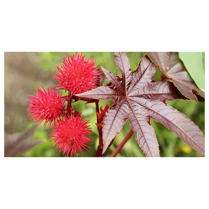 Heirloom Non-GMO Carmencita Plant Seeds for Planting – Ornamental Foliage for Bold Gardens | Neera Seeds product photo [neera-v4-3c063fc38c729917d822]