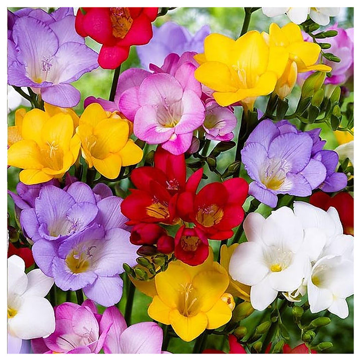 Heirloom Non-GMO Multi-Colored Freesias Flower Seeds – Fragrant Blooms Mix for Garden Planting | Neera Seeds product photo [neera-v4-3c08ba0db23e09632b8a]