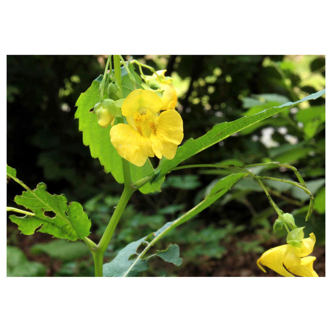 Jewelweed Native Flower Seeds – Heirloom, Non-GMO, High Germination Organic Garden Seeds for Planting | Neera Seeds product photo [neera-v4-3c0a252a9ae524aaab50]