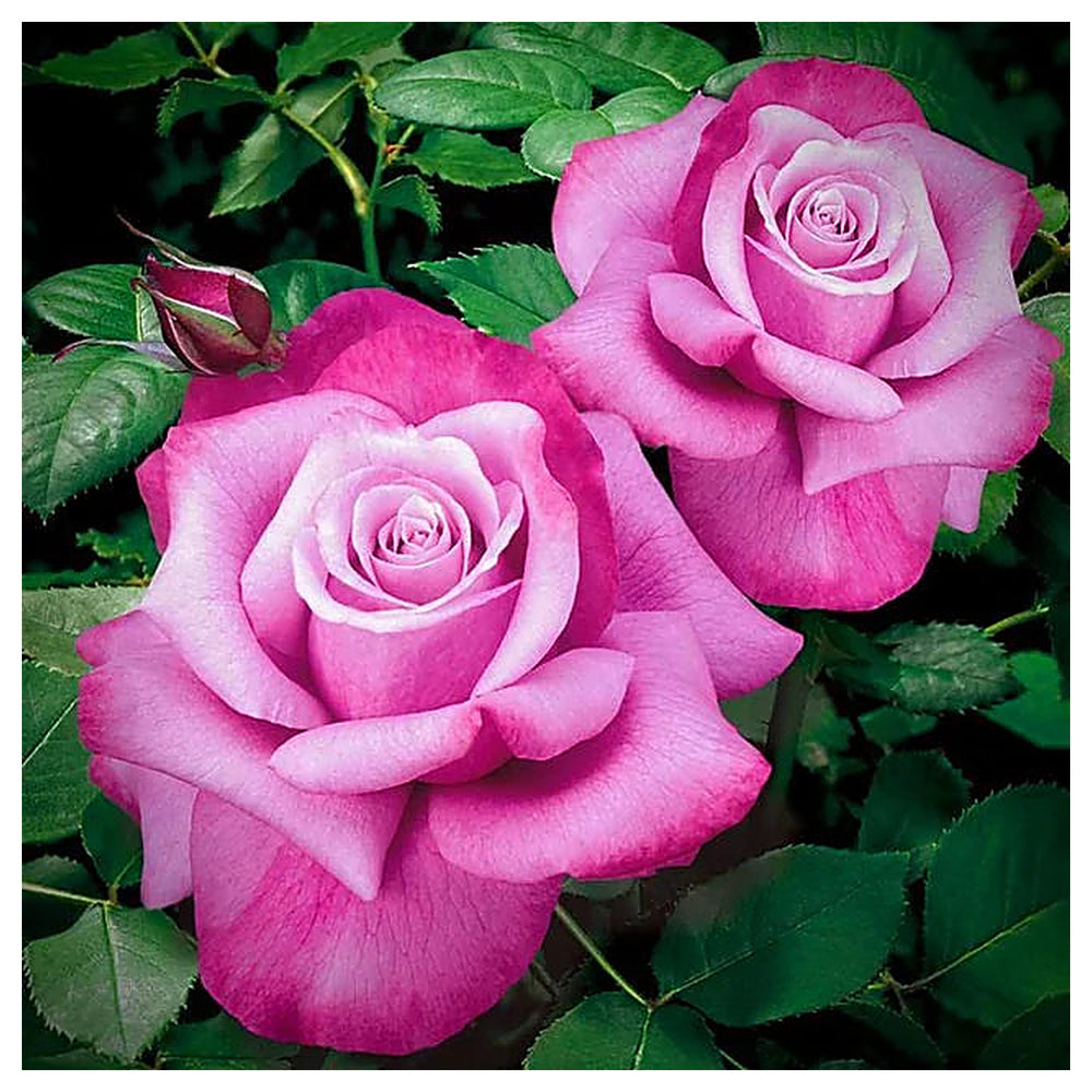Barbara Streisand Lavender Rose Flower Seeds – Heirloom, Non-GMO, Organic Garden Seeds for Planting | Neera Seeds product photo [neera-v4-3c1119852b49b34dde0d]