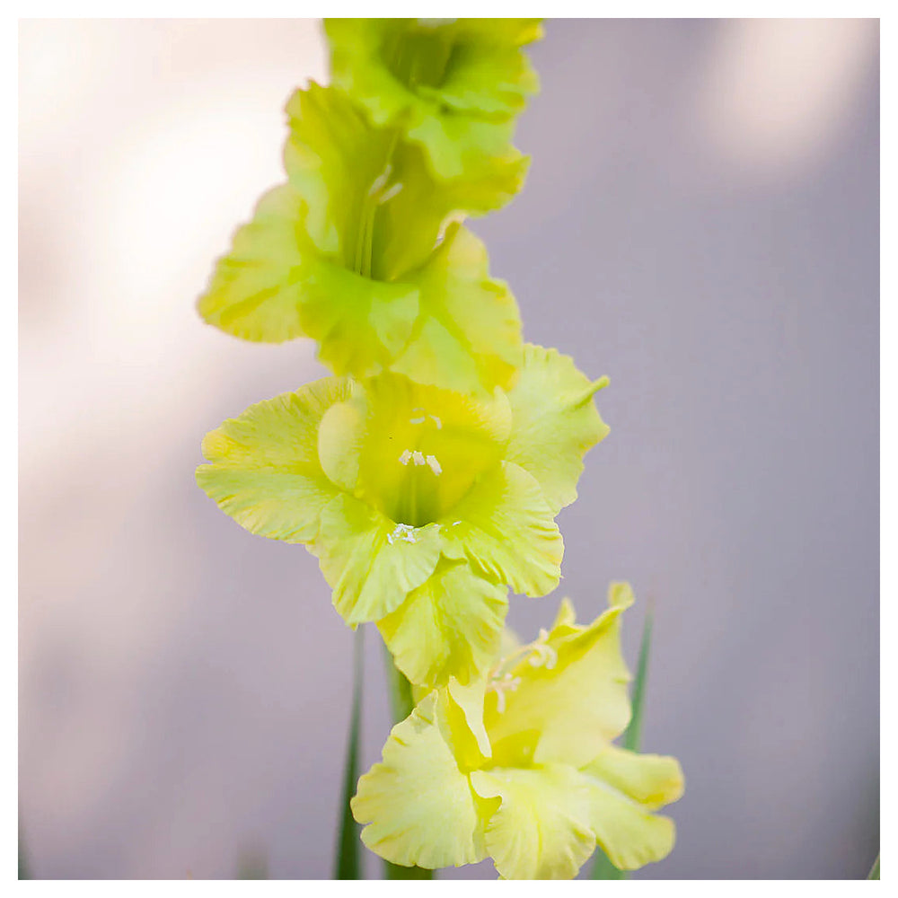 Non-GMO Gladiolus Dark Green Flower Seeds for Garden Planting – Heirloom Rare Bloom Variety | Neera Seeds product photo [neera-v4-3c125fbda80cf01ee793]