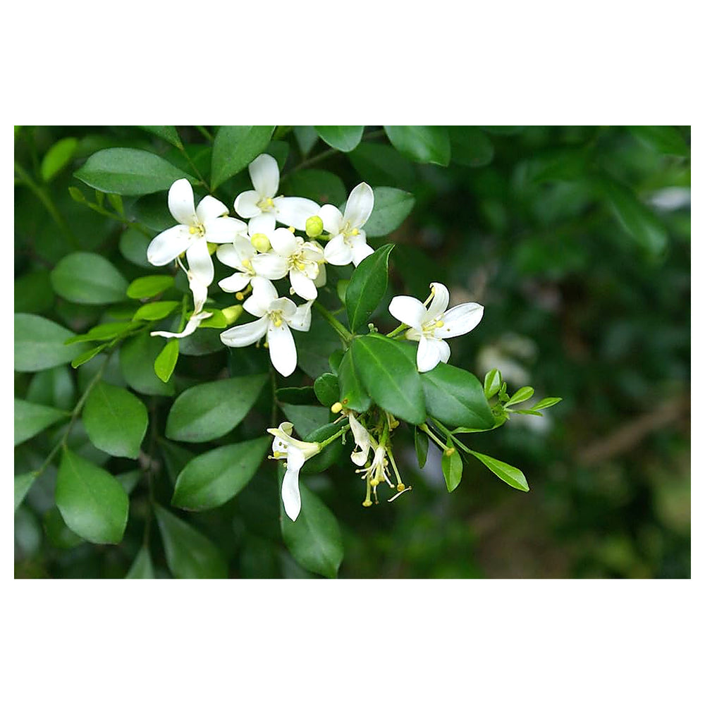 White Murraya Flower Seeds – Heirloom, Non-GMO Seeds for Planting Fragrant Garden Blooms | Neera Seeds product photo [neera-v4-3c14986d9c89dc07c8fb]