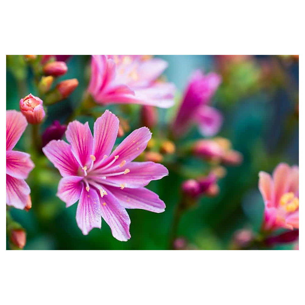 Heirloom Lewisia Flower Seeds, Non-GMO Colorful Rock Garden Blooms for Drought-Tolerant Planting | Neera Seeds product photo [neera-v4-3c17219c7e9d15a76ee3]