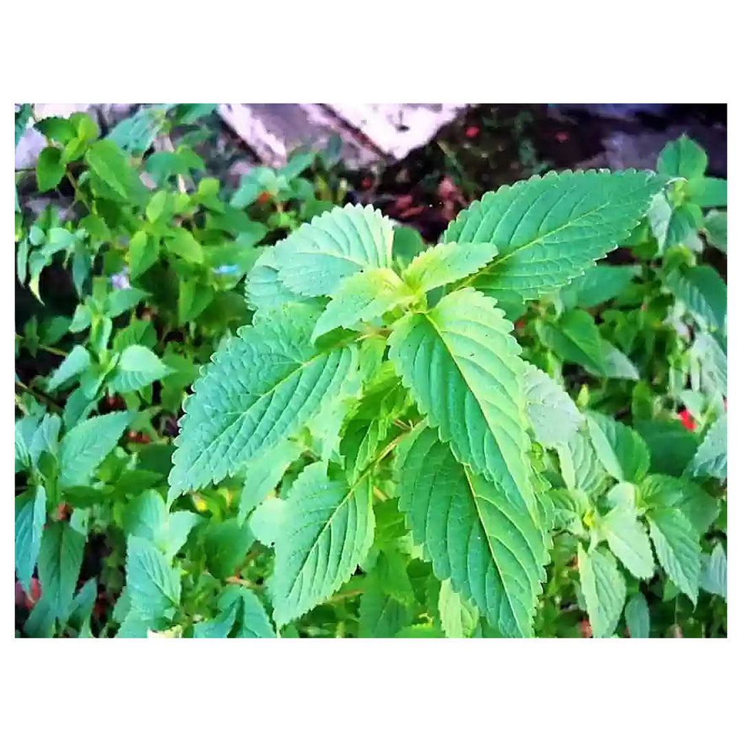 Green Lemon Mint Plant Seeds for Planting – Heirloom, Non-GMO, High Germination Organic Garden Seeds for Tea & Herb | Neera Seeds product photo [neera-v4-3c19a2e33a9ea7b052e3]