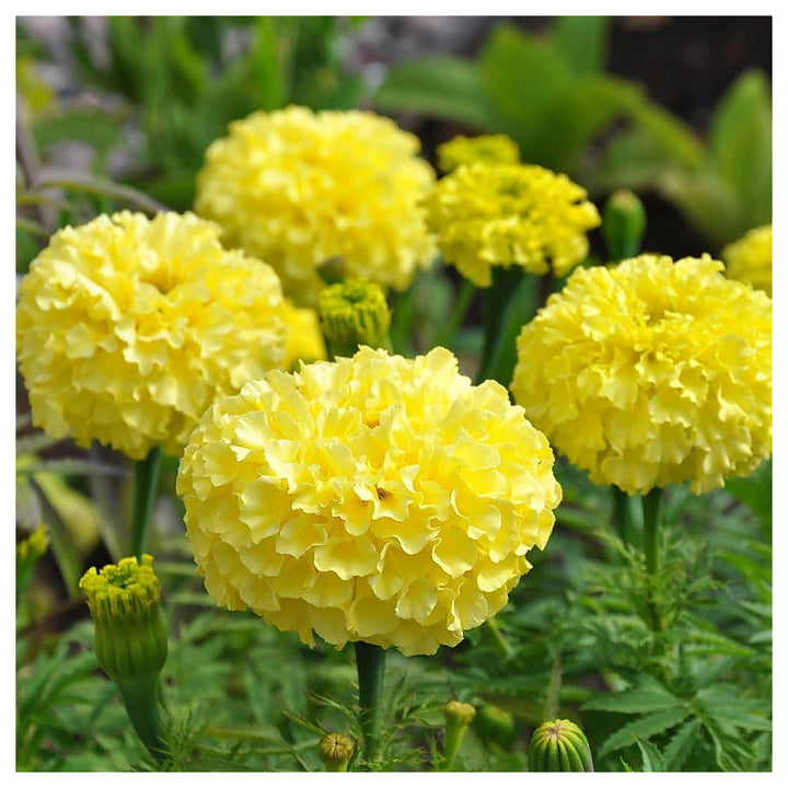 Mexican Marigold Flower Seeds – Heirloom, Non-GMO, Vibrant Blooms for Garden Planting | Neera Seeds product photo [neera-v4-3c2459cce29fd5aba5f6]
