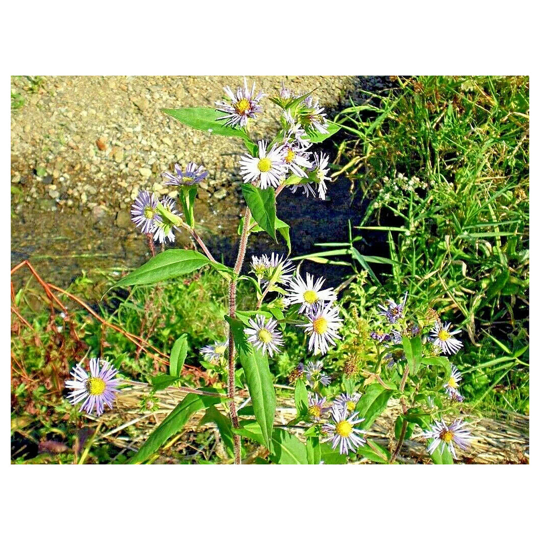 Heirloom Climbing Aster Flower Seeds for Planting - Non-GMO, High Germination Organic Perennial Garden Seeds | Neera Seeds product photo [neera-v4-3c3a8989aba6fd062e4d]