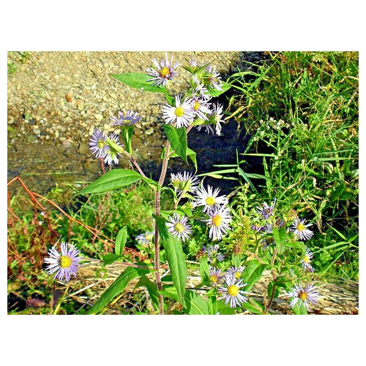Heirloom Climbing Aster Flower Seeds for Planting - Non-GMO, High Germination Organic Perennial Garden Seeds | Neera Seeds product photo [neera-v4-3c3a8989aba6fd062e4d]