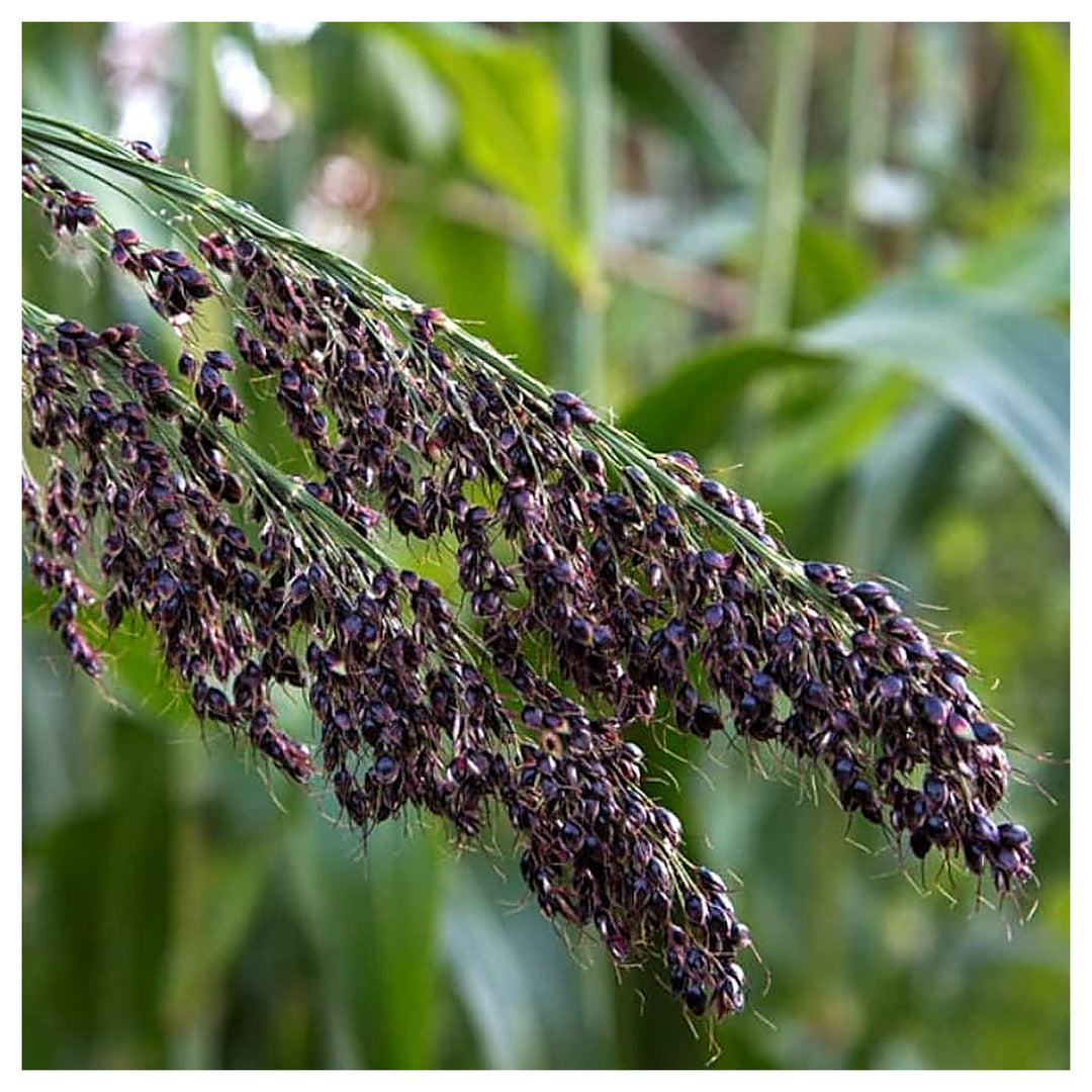 Black Amber Sorghum Seeds for Planting – Heirloom, Non-GMO, High Germination Organic Garden Seeds for Sustainable G | Neera Seeds product photo [neera-v4-3c5ad258189f372a79c3]