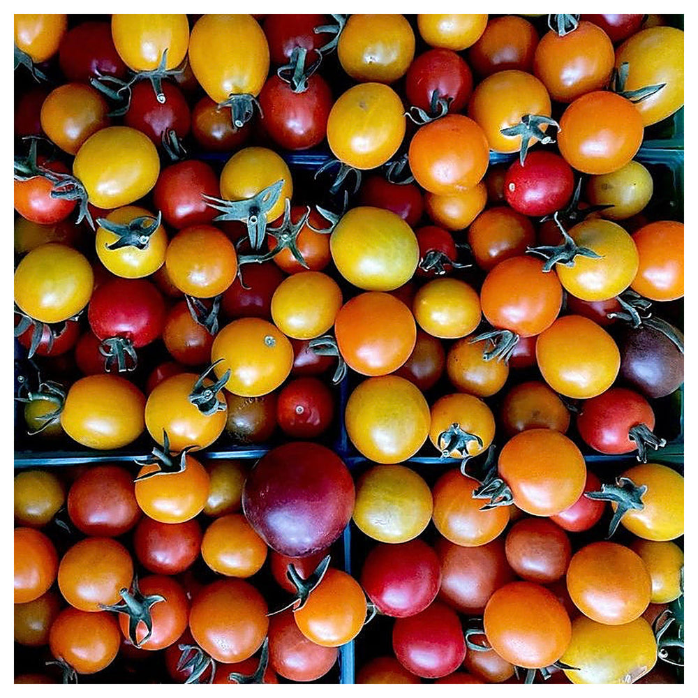 Heirloom Mixed Colour Rainbow Cherry Tomato Seeds for Planting – Non-GMO, High Germination Organic Garden Seeds | Neera Seeds product photo [neera-v4-3c65b51ddd03022e882a]