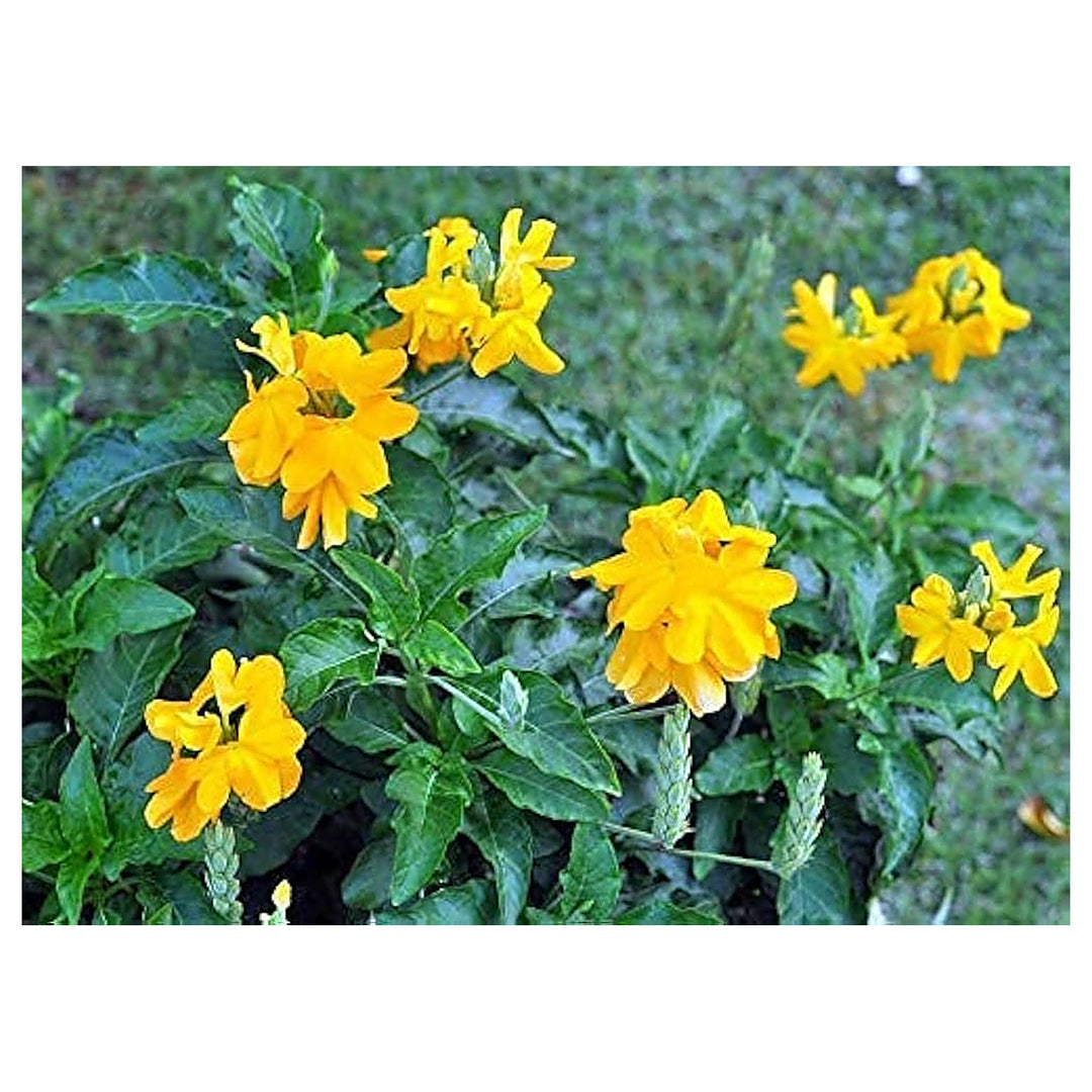 Yellow Crossandra Flower Seeds for Planting – Heirloom, Non-GMO, High Germination Organic Garden Seeds | Neera Seeds product photo [neera-v4-3c6945ef6728baee85ee]
