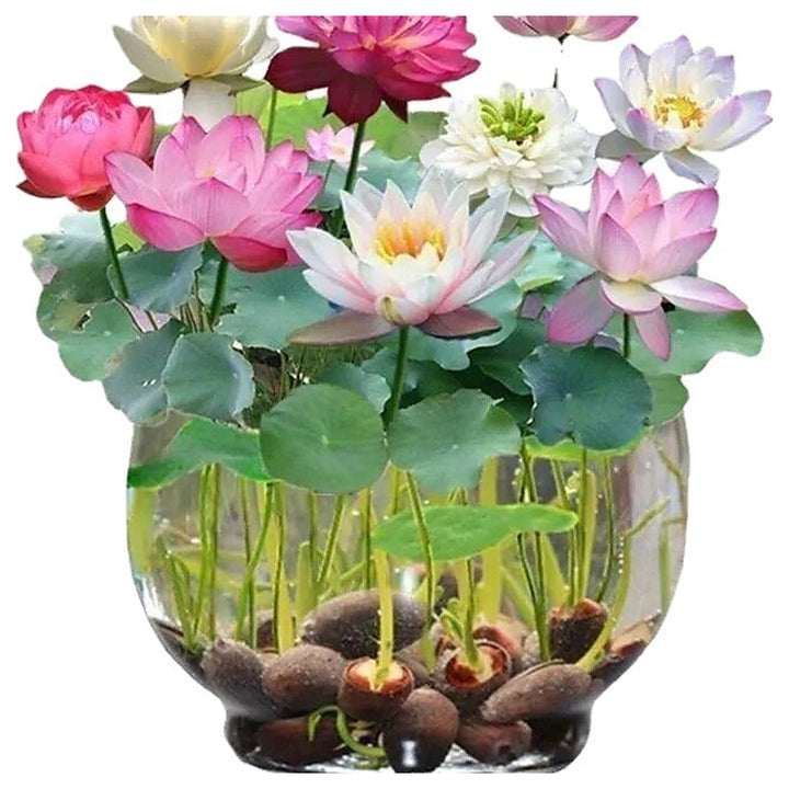 Mixed Lotus Flower Seeds – Pink, Red &amp; Green Heirloom, Non-GMO, High Germination Seeds for Planting | Neera Seeds product photo [neera-v4-3c6cd06b8e86f3fa7439]