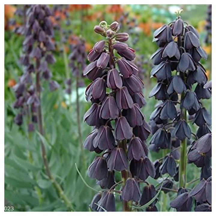 Fritillaria Persica Plum Bells Planting Flower Garden Flower Seeds Home Garden | Neera Seeds product photo [neera-v4-3c71bf109e8471553cb7]