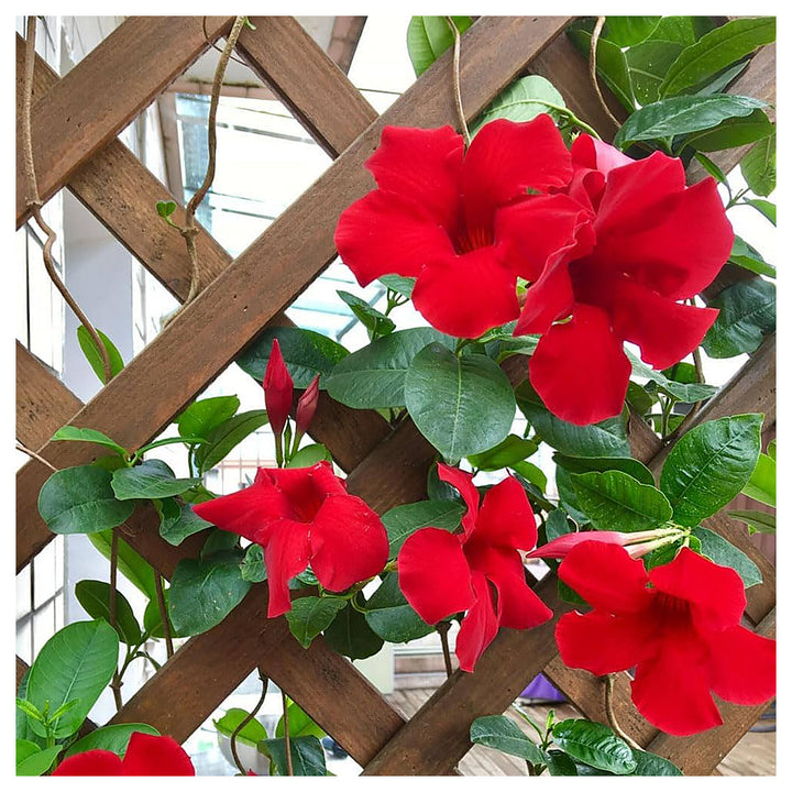 Heirloom Dipladenia Flower Seeds, Non-GMO Tropical Vining Blooms for Decorative Garden Planting | Neera Seeds product photo [neera-v4-3c7748010e42f5d4761a]
