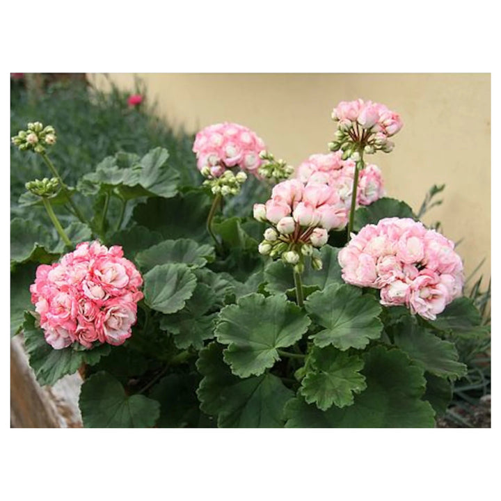 Heirloom Non-GMO Geranium Apple Blossom Pink White Flower Seeds for Planting – High Germination Garden Seeds | Neera Seeds product photo [neera-v4-3c7995ce60987ce201cb]