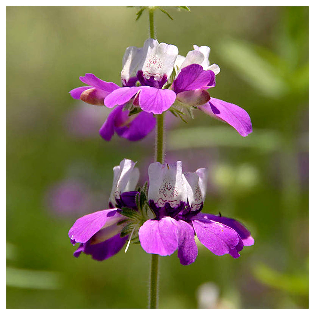 Heirloom Non-GMO Purple Heterophylla Flower Seeds for Garden Planting – Vibrant Wildflower Blooms | Neera Seeds product photo [neera-v4-3c7e94d41fb9540f2c4e]