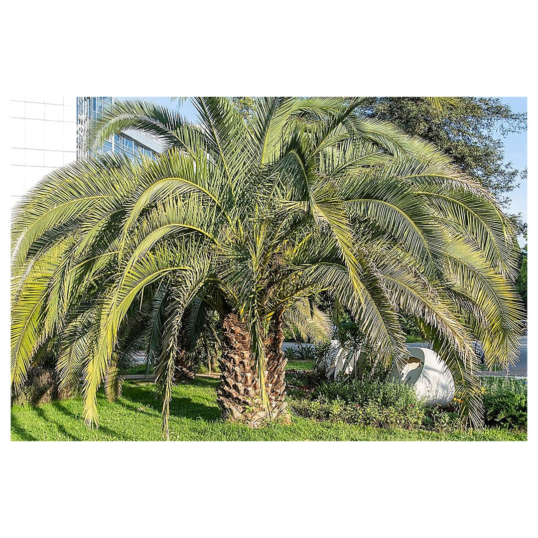 Palm Tree For Planting Flower Seeds for Home Garden Planting, Lush Organic Blooming Collection | Neera Seeds product photo [neera-v4-3c9435a185fc7cfc0121]