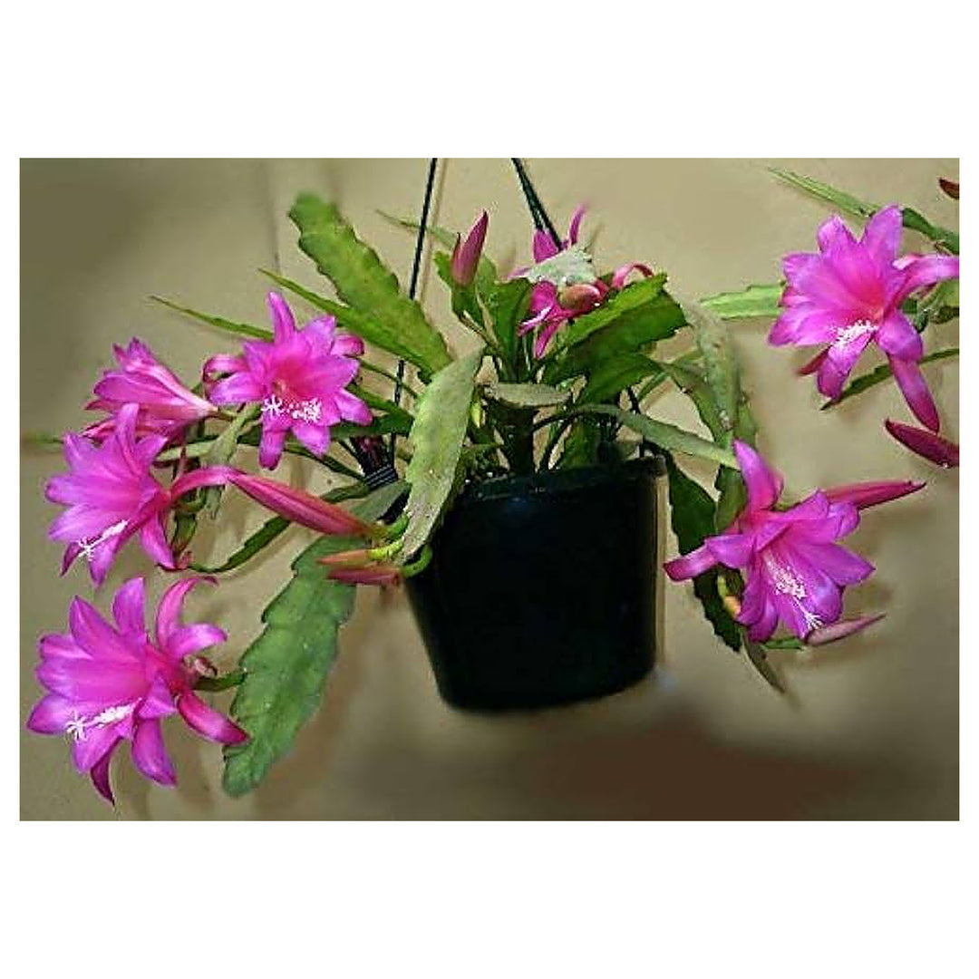 Purple Epiphyllum Oxypetalum Flower Seeds – Heirloom Non-GMO Seeds for Garden Planting | Neera Seeds product photo [neera-v4-3cac20a43cd7ef35b72e]