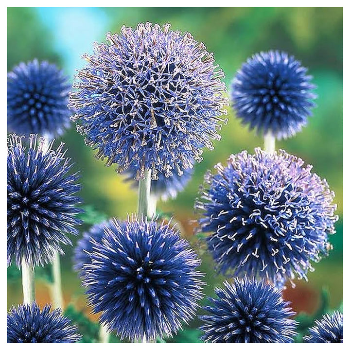 Blue Echinops Ritro Plant Seeds for Planting – Hardy Globe Thistle Flowers | Neera Seeds product photo [neera-v4-3cb80d4a6020883f7fa0]