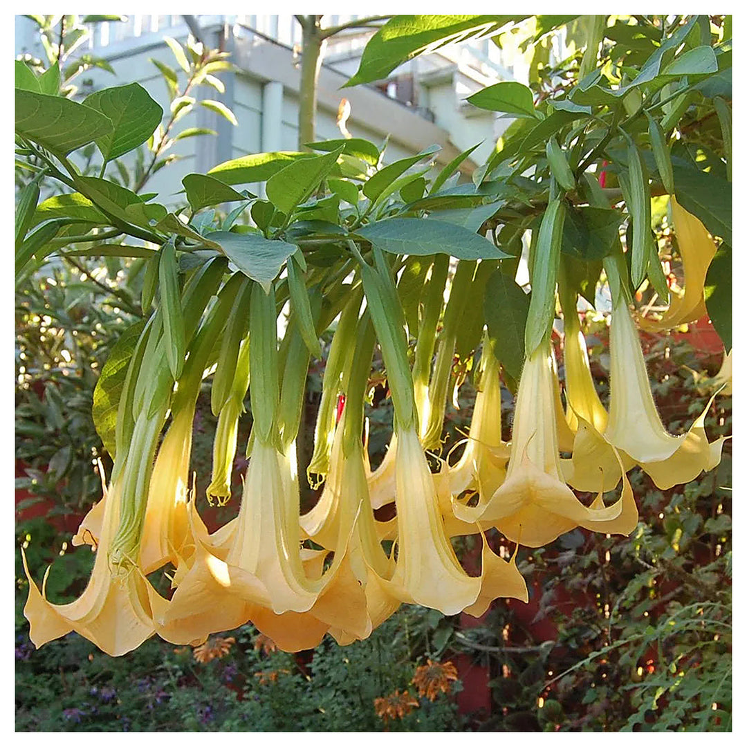 Heirloom Non-GMO Yellow Dhatura Flower Seeds for Sacred and Ornamental Garden Planting | Neera Seeds product photo [neera-v4-3cd023b93ddb3531555d]