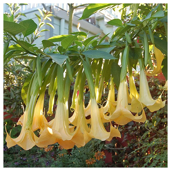 Heirloom Non-GMO Yellow Dhatura Flower Seeds for Sacred and Ornamental Garden Planting | Neera Seeds product photo [neera-v4-3cd023b93ddb3531555d]