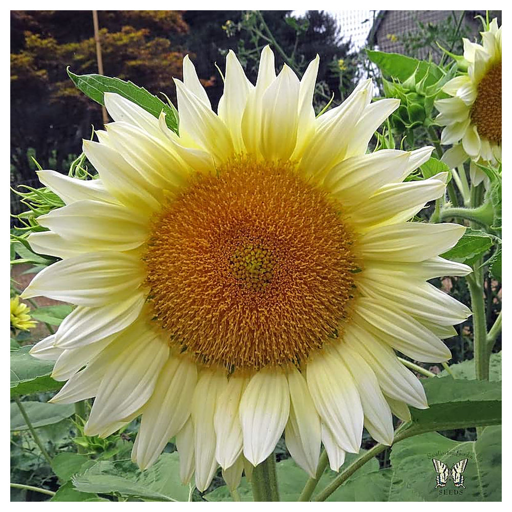 Heirloom Non-GMO Helianthus Flower Seeds for Planting – Bright Sunflower Variety, High Germination Garden Seeds | Neera Seeds product photo [neera-v4-3cf21d2a633dad04ddbd]