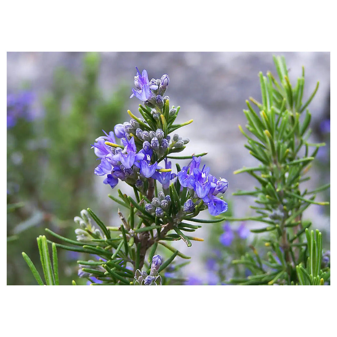 Tuscan Blue Rosemary Herb Seeds – Heirloom, Non-GMO, High Germination Organic Garden Seeds for Planting | Neera Seeds product photo [neera-v4-3cfc434578175aac1d9a]