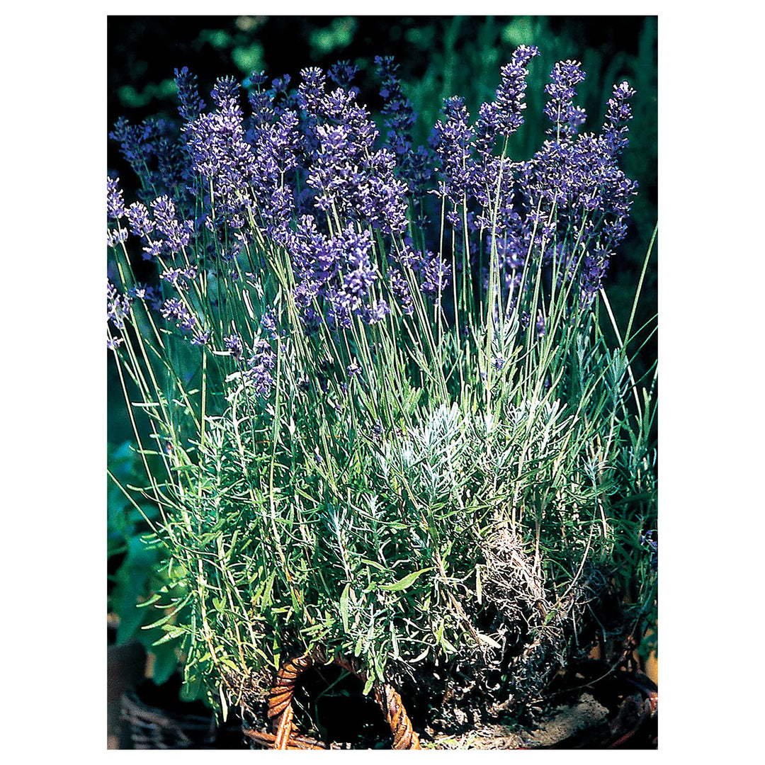 Provence Lavender Flower Seeds for Planting Mixed Colors – Heirloom, Non-GMO, High Germination Organic Garden Seeds | Neera Seeds product photo [neera-v4-3d08bdc542ede163c7c8]