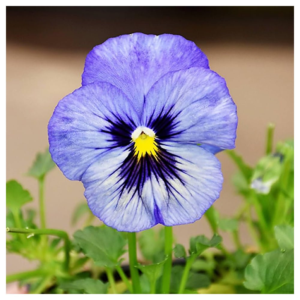 Fresh Blue Mix Pansy Heirloom Non-GMO Seeds for Planting – High Germination Organic Garden Seeds | Neera Seeds product photo [neera-v4-3d393f8c7e3dd883108b]