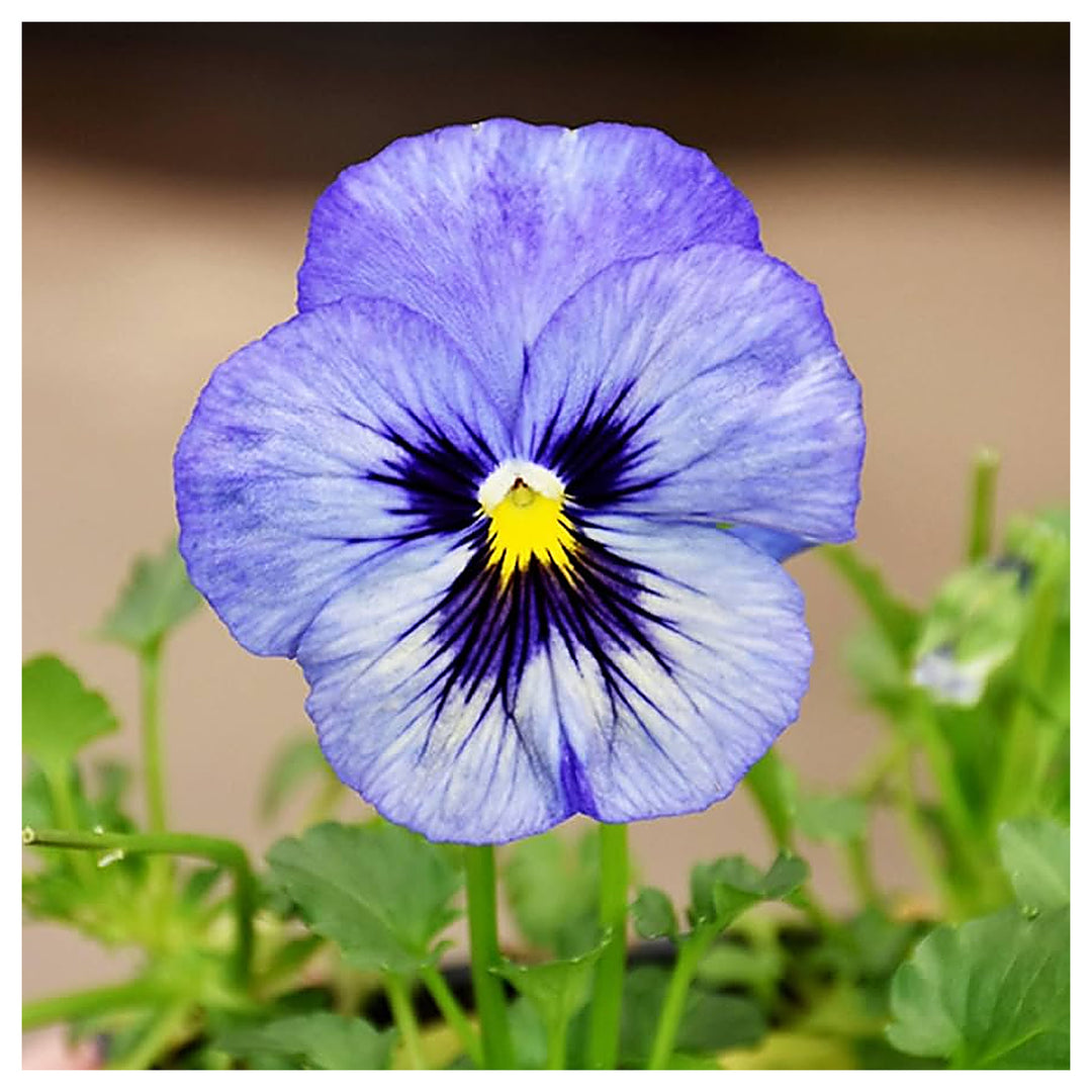 Fresh Blue Mix Pansy Heirloom Non-GMO Seeds for Planting – High Germination Organic Garden Seeds | Neera Seeds product photo [neera-v4-3d393f8c7e3dd883108b]