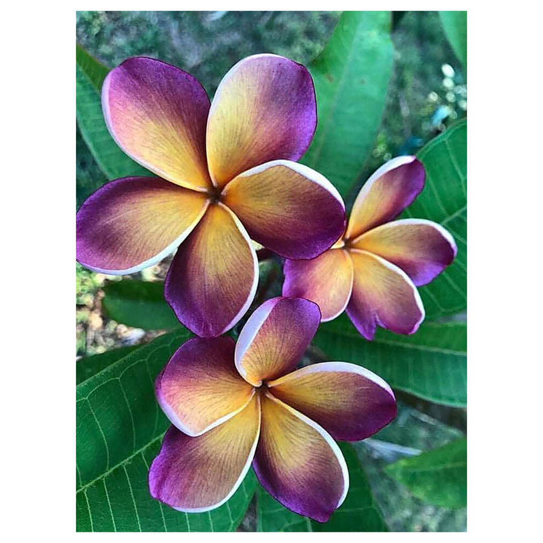 Purple Yellow Frangipani Flower Seeds – Heirloom Non-GMO Plumeria Seeds for Planting & Fragrant Gardens | Neera Seeds product photo [neera-v4-3d448e7f6bd2bb5b1dc7]