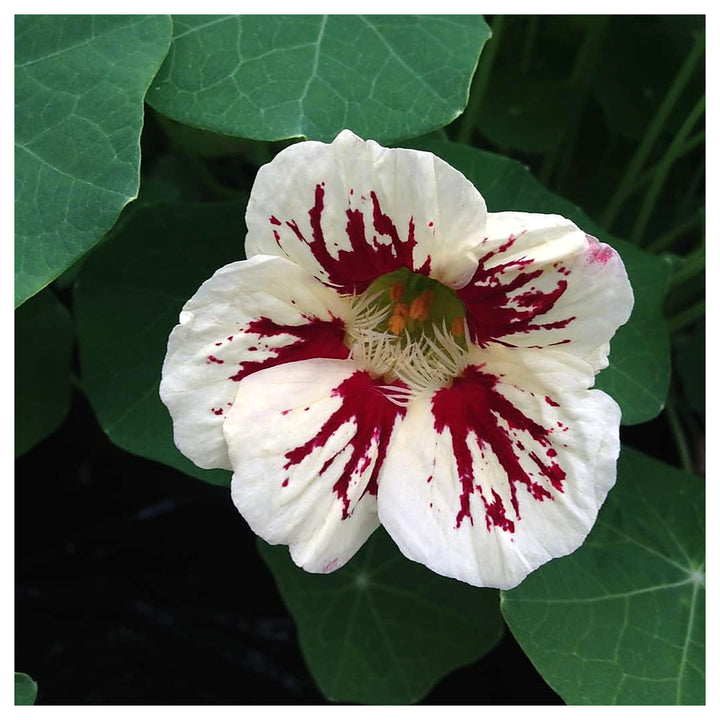 Heirloom White Red Nasturtium Flower Seeds for Planting | Non-GMO High Germination Organic Garden Seeds – Edible De | Neera Seeds product photo [neera-v4-3d4a7e9c468866af8cff]