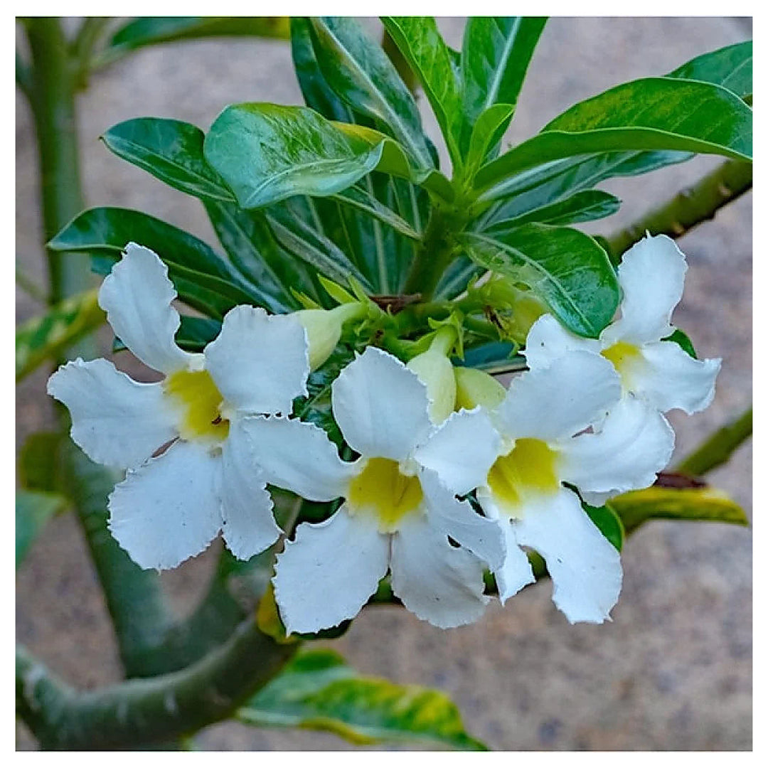 Organic Heirloom White Adenium Seeds – Non-GMO Desert Rose Succulent Seeds for Planting | Neera Seeds product photo [neera-v4-3d4b8a3402498c4821a6]