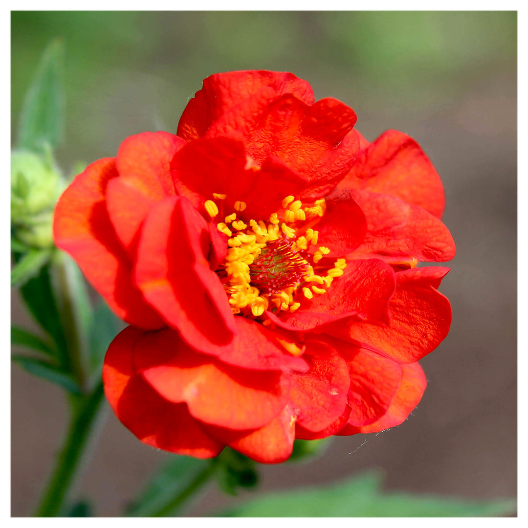 Red Geum Flower Planting Perennial Garden Borders Flower Seeds Home Garden Planting, | Neera Seeds product photo [neera-v4-3d4fd04c2b3bd655768d]
