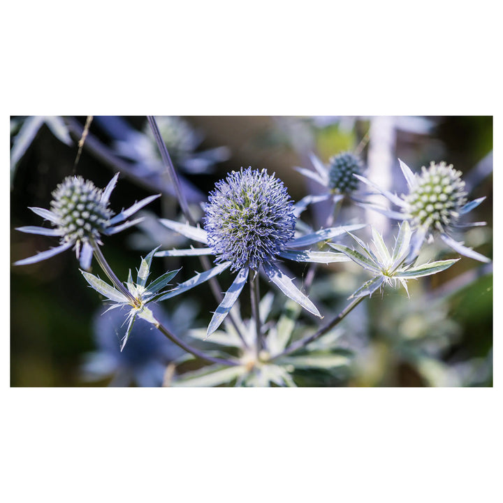 Heirloom Non-GMO Hobbit Sea Holly Eryngium Flower Seeds for Planting – Unique Spiky Blooms | High Germination | Neera Seeds product photo [neera-v4-3d531fe98210a284e9a4]