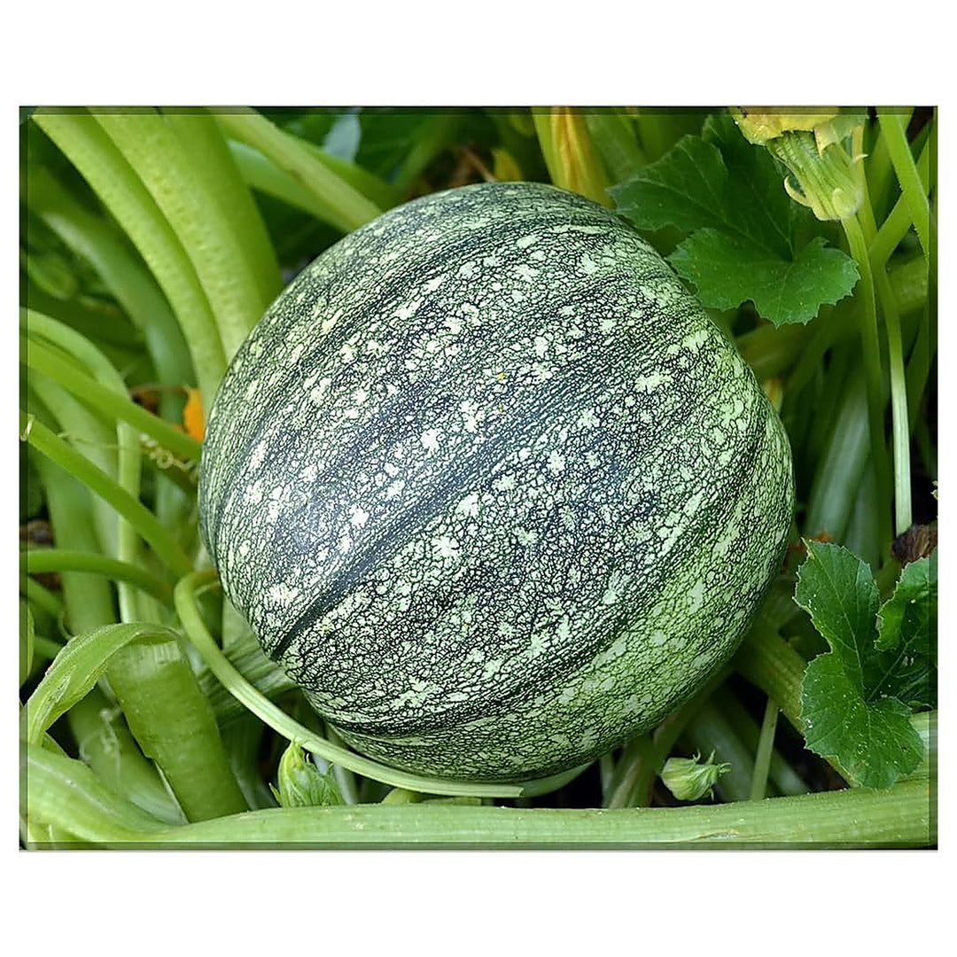 Green Round Zucchini Squash Seeds for Planting – Heirloom, Non-GMO, High-Yield Summer Vegetable Seeds | Neera Seeds product photo [neera-v4-3d551a834d33fe8164c9]