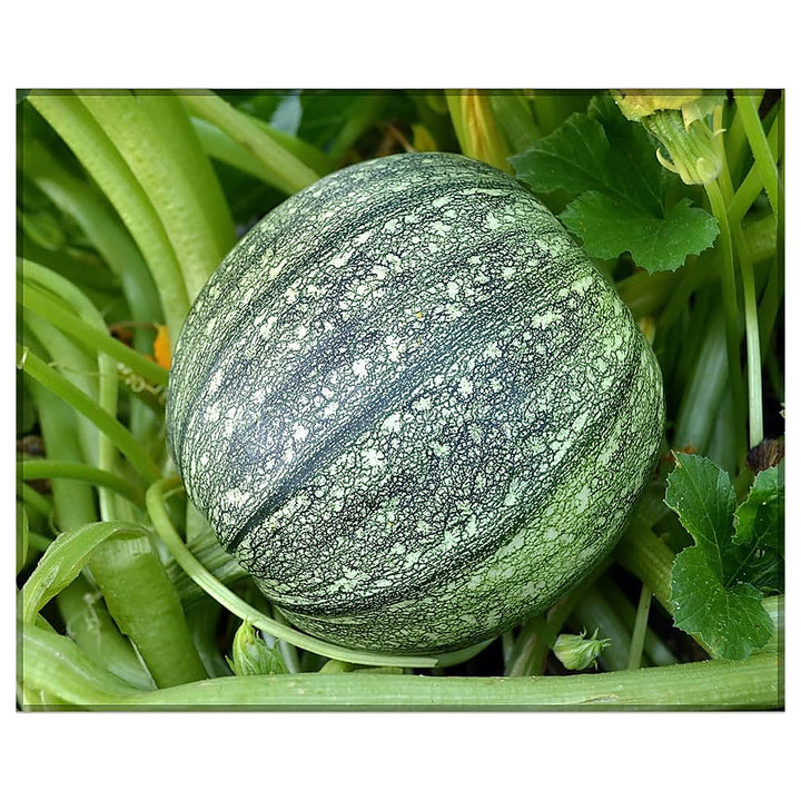 Green Round Zucchini Squash Seeds for Planting – Heirloom, Non-GMO, High-Yield Summer Vegetable Seeds | Neera Seeds product photo [neera-v4-3d551a834d33fe8164c9]