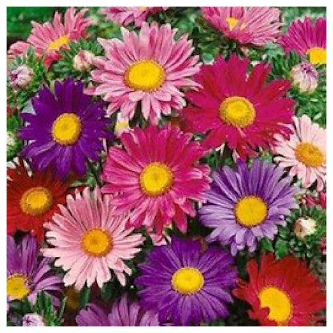Single Mixed China Aster Callistephus Chinensis Planting In Flower Bed Flower Seeds Home | Neera Seeds product photo [neera-v4-3d564dc2566318f4c191]