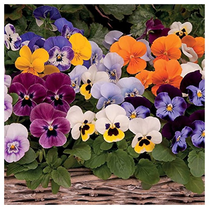 Heirloom Non-GMO Mixed Viola Sorbet Flower Seeds for Planting – Colorful Blooming Flower Seeds | Neera Seeds product photo [neera-v4-3d5bb6615b3da9b8dd0a]