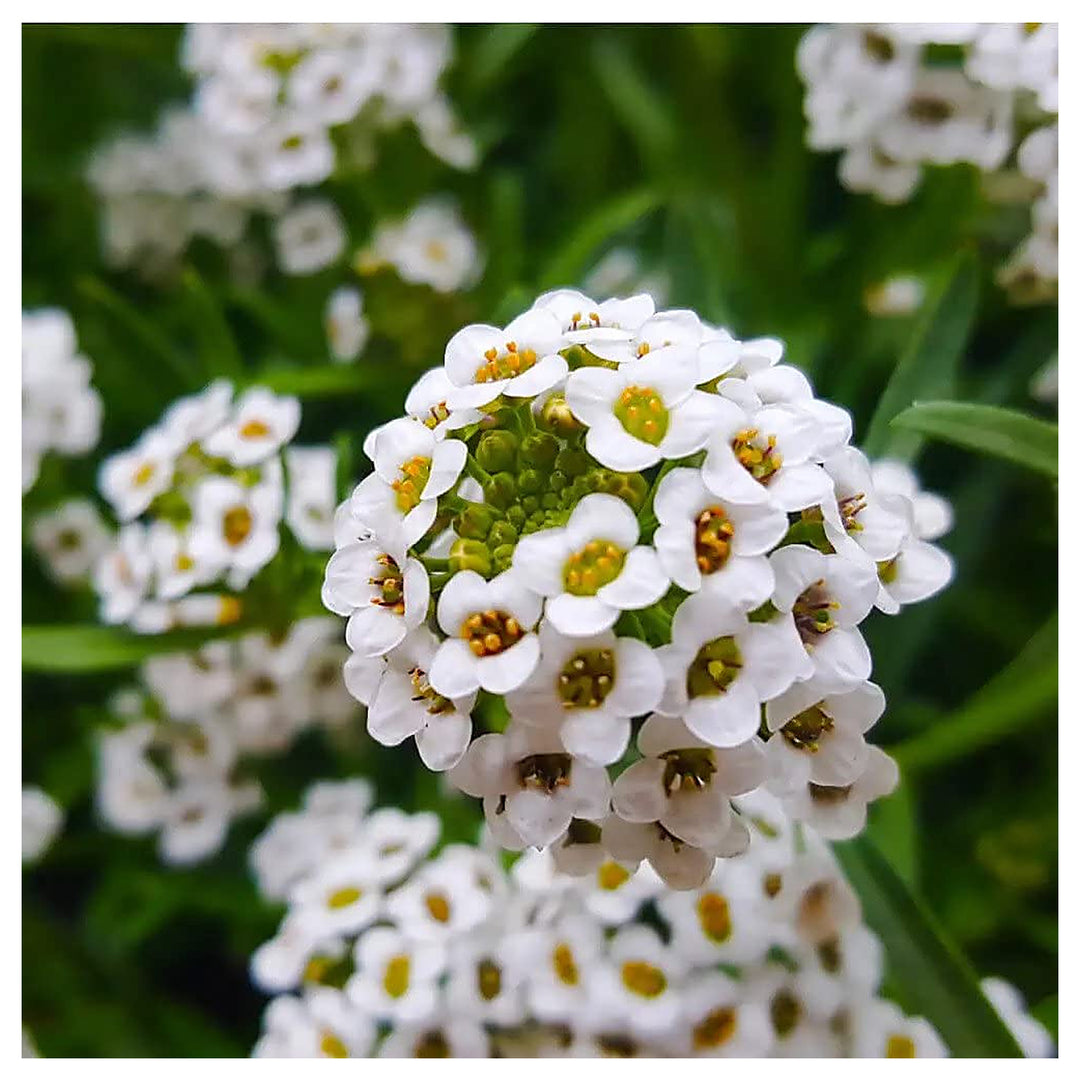 Alyssum Flower Planting Garden Bed Flower Seeds Home Garden Planting, Colorful Organic | Neera Seeds product photo [neera-v4-3d607553d6c3a9717ca7]