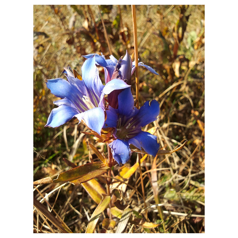 Gentiana Puberulenta Flower Seeds for Planting – Heirloom, Non-GMO Organic Garden Seeds with High Germination | Neera Seeds product photo [neera-v4-3d611e7c160cc0a92f98]