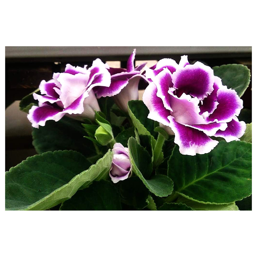 Gloxinia Purple White Seeds for Planting – Organic, Heirloom, Non-GMO High Germination Garden Seeds | Neera Seeds product photo [neera-v4-3d67230e72f45dfe2b21]