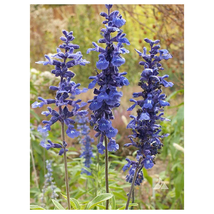 Blue Sage Flower Seeds – Heirloom Non-GMO Herb Blooms for Vibrant Garden Planting | Neera Seeds product photo [neera-v4-3d7d0a76661281ae9135]