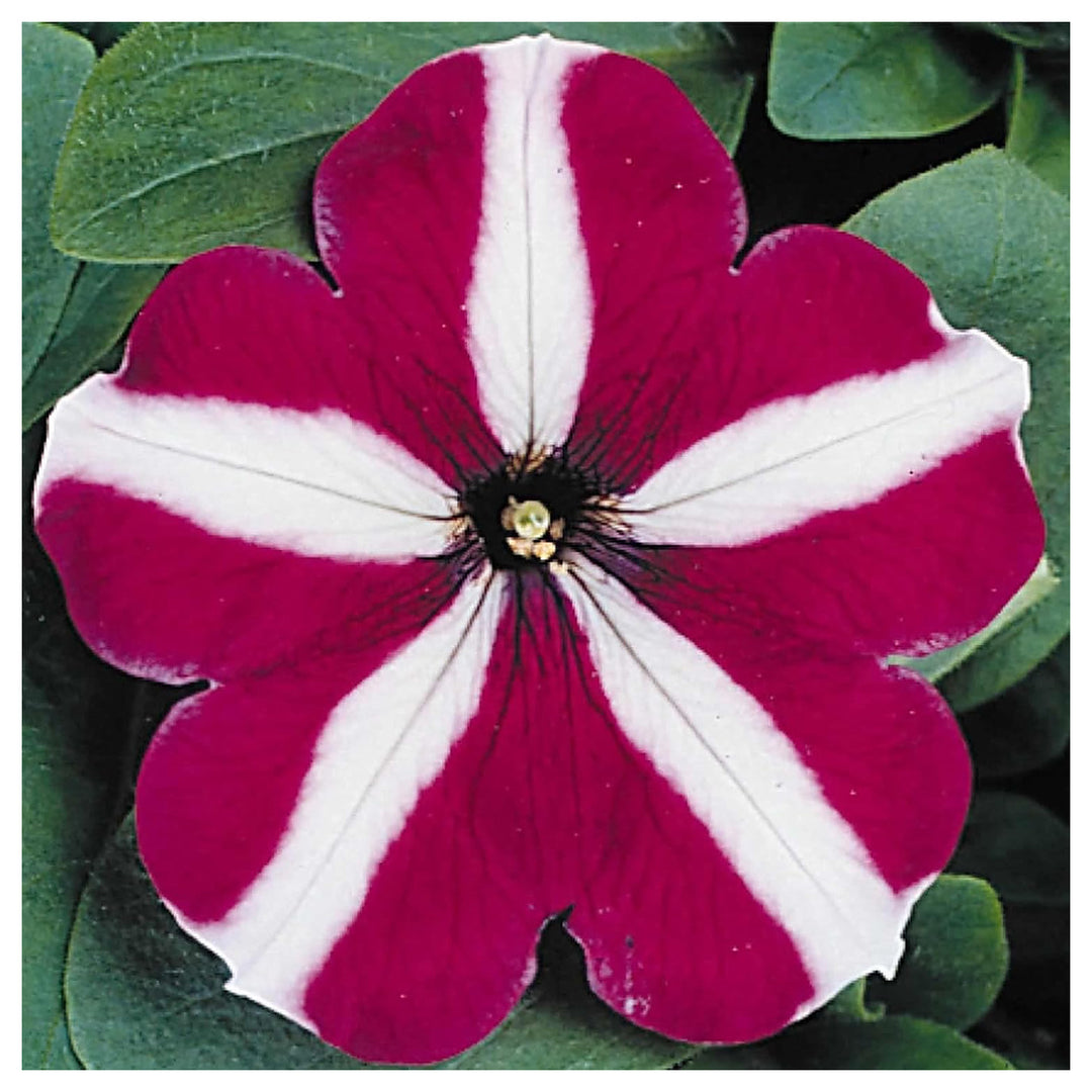 Burgundy White Petunia Flower Seeds for Planting – Heirloom Non-GMO, Easy to Grow Organic Garden Seeds, High Germin | Neera Seeds product photo [neera-v4-3d82b862796ec1269961]